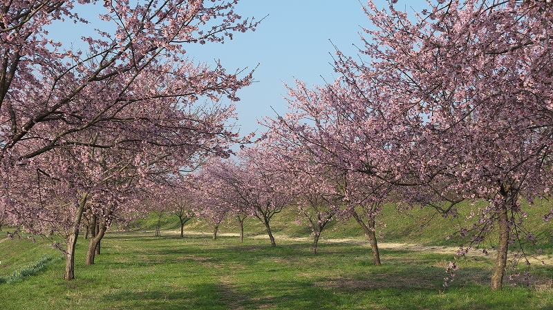 安行寒桜