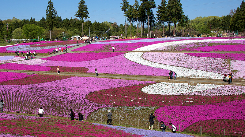 芝桜