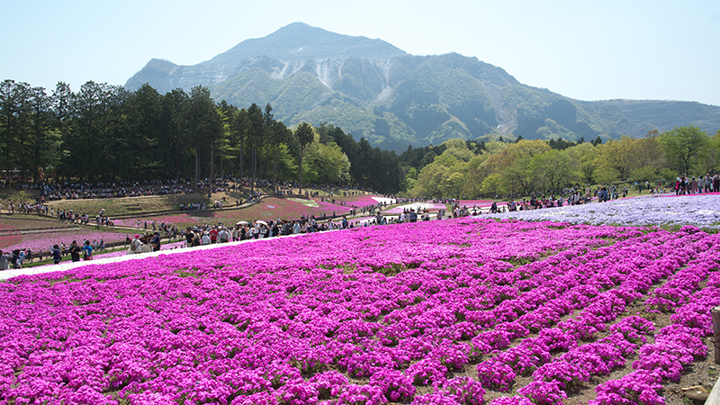 芝桜