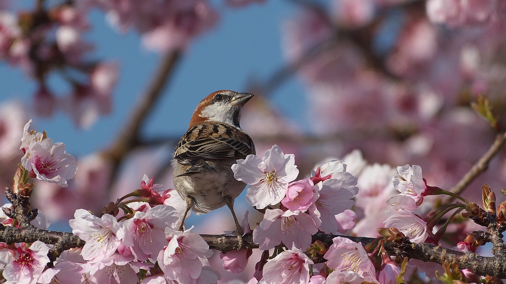 ニュウナイスズメ